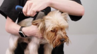 Özel bir kuaförde, tatlı bir köpek banyodan sonra saç kurutma makinesiyle kurutulur. Bir tımarcı küçük bir köpek yavrusunun kürküne bakar. Hayvan hijyeni, veterinerlik ve profesyonel bakım kavramı.