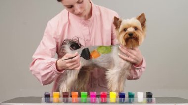 Küçük bir köpeğin kürkünü parlak renklere boyamak. Hayvan bakımı, stil ve kaplıca konsepti.