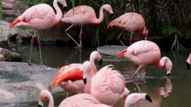 Görkemli flamingolar tropikal gölde zarifçe dolaşırlar. Pembe tropikal kuşlar doğal ortamlarında.