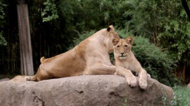 Bölgesinde aslan yavrularıyla dinlenen vahşi bir Afrikalı dişi aslan görüntüsü. Aslan yavrusu ve anne tropikal bir ortamda bir kayanın üzerinde dinleniyor..