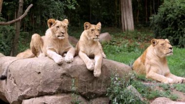 Bölgesinde aslan yavrularıyla dinlenen vahşi bir Afrikalı dişi aslan görüntüsü. Aslan yavrusu ve anne tropikal bir ortamda bir kayanın üzerinde dinleniyor..