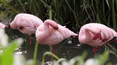 Görkemli flamingolar tropikal gölde zarifçe dolaşırlar. Pembe tropikal kuşlar doğal ortamlarında.