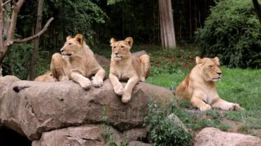 Bölgesinde aslan yavrularıyla dinlenen vahşi bir Afrikalı dişi aslan görüntüsü. Aslan yavrusu ve anne tropikal bir ortamda bir kayanın üzerinde dinleniyor..