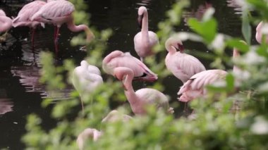Görkemli flamingolar tropikal gölde zarifçe dolaşırlar. Pembe tropikal kuşlar doğal ortamlarında.