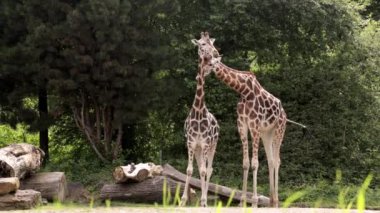 Rezerv bölgesindeki bir grup zürafaya yakın çekim. Çevre ve hayvan koruma kavramı
