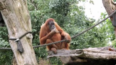 Doğal ortamında dinlenen bir orangutanın yakın çekimi. Orangutanlar tropikal Afrika 'nın ormanlarında ve ovalarında yaşar ve yağmur ormanlarının meyveleriyle beslenirler..