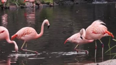 Görkemli flamingolar tropikal gölde zarifçe dolaşırlar. Pembe tropikal kuşlar doğal ortamlarında.
