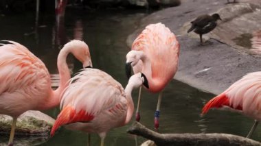 Görkemli flamingolar tropikal gölde zarifçe dolaşırlar. Pembe tropikal kuşlar doğal ortamlarında.