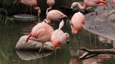 Görkemli flamingolar tropikal gölde zarifçe dolaşırlar. Pembe tropikal kuşlar doğal ortamlarında.