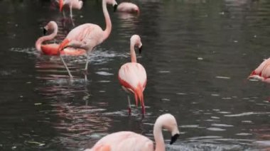 Görkemli flamingolar tropikal gölde zarifçe dolaşırlar. Pembe tropikal kuşlar doğal ortamlarında.