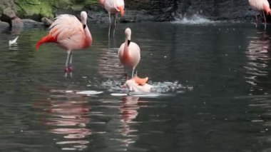 Görkemli flamingolar tropikal gölde zarifçe dolaşırlar. Pembe tropikal kuşlar doğal ortamlarında.