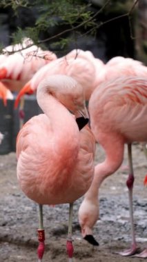 Görkemli flamingolar tropikal gölde zarifçe dolaşırlar. Pembe tropikal kuşlar doğal ortamlarında.