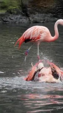 Majestic flamingos gracefully roam the tropical lake. Pink tropical birds in their natural habitat.