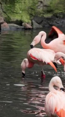 Görkemli flamingolar tropikal gölde zarifçe dolaşırlar. Pembe tropikal kuşlar doğal ortamlarında.