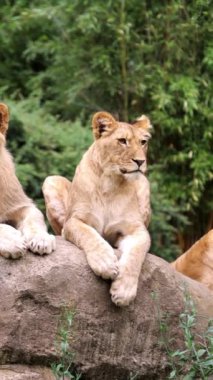 Bölgesinde aslan yavrularıyla dinlenen vahşi bir Afrikalı dişi aslan görüntüsü. Aslan yavrusu ve anne tropikal bir ortamda bir kayanın üzerinde dinleniyor..