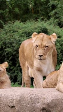 Bölgesinde aslan yavrularıyla dinlenen vahşi bir Afrikalı dişi aslan görüntüsü. Aslan yavrusu ve anne tropikal bir ortamda bir kayanın üzerinde dinleniyor..