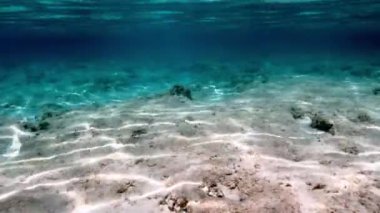 Egzotik tropikal balıklarla dolu canlı sualtı mercan resifleri. Güneşli mercan bahçesi gelişen bir deniz ekosistemi sergiliyor. Deniz biyolojik çeşitliliği ve okyanusun korunumu için mükemmel bir örnek..