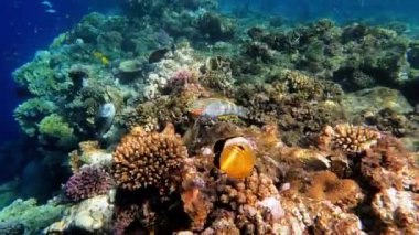 Egzotik tropikal balıklarla dolu canlı sualtı mercan resifleri. Güneşli mercan bahçesi gelişen bir deniz ekosistemi sergiliyor. Deniz biyolojik çeşitliliği ve okyanusun korunumu için mükemmel bir örnek..