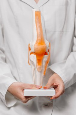 İnsan kemiği modeli, sağlık ve tıp konseptini elinde tutan doktorun yakın plan görüntüsü                