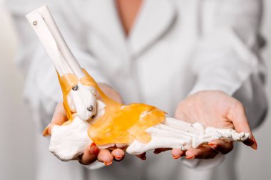 İnsan kemiği modeli, sağlık ve tıp konseptini elinde tutan doktorun yakın plan görüntüsü                