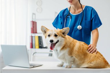 Mavi önlüklü veteriner, parlak bir klinikteki masada, dizüstü bilgisayarlı ve raflı neşeli bir Corgi köpeğini inceliyor.