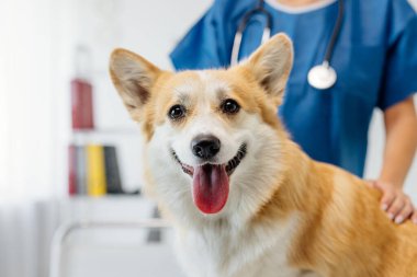Mutlu Corgi köpeği, mavi önlüklü veteriner tarafından inceleniyor, parlak bir veteriner kliniğinde, evcil hayvan sağlığı ve refahı için şefkatli bir ortam sergiliyor.