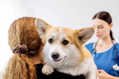 Bir veteriner, sahibinin parlak bir veteriner kliniğinde tuttuğu bir corgi köpeğini incelemeye odaklanır. Evcil hayvanlarla bakıcıları arasındaki bağı vurgular.