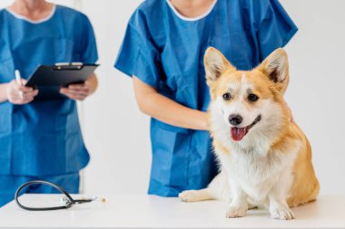Mavi önlüklü veteriner masada neşeli bir Corgi köpeğini incelerken, diğer bir personel elinde bir dosya tutarak sıcak bir veteriner havası yaratıyor.