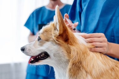 Veteriner, parlak bir veteriner kliniğinde bir Corgi köpeğine aşı yaparak, hayvan sağlığı ve profesyonel veterinerlik hizmetlerinin önemini vurguluyor.