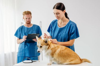 Mavi önlüklü veteriner masadaki bir corgi köpeğini incelerken, bir erkek asistan elinde bir dosya tutuyor ve profesyonel ve şefkatli bir atmosfer yaratıyor.