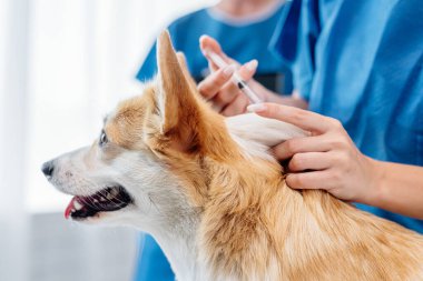 Veteriner, parlak bir klinikte Corgi Dog 'a aşı veriyor ve profesyonel ve şefkatli bir ortamda hayvan sağlığı ve refahın önemini vurguluyor.