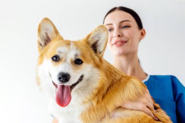 Mavi önlüklü kadın veteriner neşeli bir corgi köpeği tutuyor ve veteriner kliniğindeki bakıcılarla hayvanlar arasındaki sevgi dolu ilişkiyi vurguluyor.
