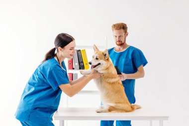 Mavi önlüklü veteriner masadaki bir köpeği nazikçe incelerken, bir meslektaşı da renkli dosyalarla çevrili sıcak ve profesyonel bir atmosfer yaratarak izliyor.