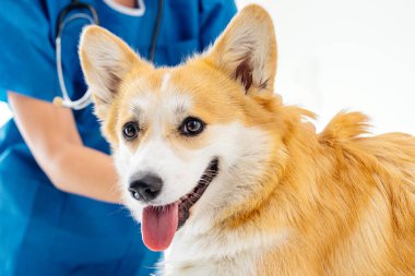 Mutlu Corgi köpeği, parlak bir klinikte veteriner tarafından muayene ediliyor. Profesyonel ortamdaki evcil hayvanlarla bakıcıları arasındaki bağı vurguluyor.