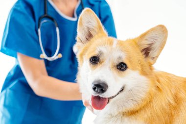 Mavi önlüklü veteriner, steteskopla neşeli bir Corgi köpeğini inceliyor. Veteriner kliniğinde sıcak ve şefkatli bir ortam yaratıyor.