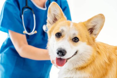 Mavi önlüklü veteriner, parlak bir klinikte neşeli bir Corgi köpeğini muayene ediyor. Evcil hayvanlarla sağlık görevlileri arasındaki ilişkiyi vurguluyor.