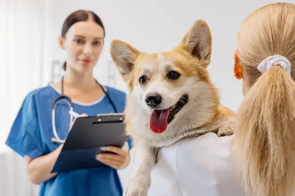 Mavi önlüklü veteriner, parlak bir klinikte evcil hayvan sahibi tarafından tutulan neşeli bir Corgi ile etkileşime girer.