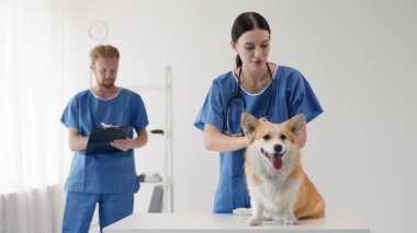 Veterinerler klinikteki mutlu Corgi köpeğini inceliyor.