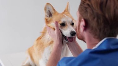 # Adam nazikçe tutuyor gülen Corgi köpek yüzünü #