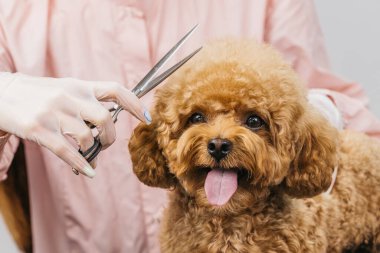 Pembe elbiseli bir kuaför kürkünü dikkatlice makasla budarken tüylü kaniş, rahat bir bakım ortamında evcil hayvanlarla bakıcıları arasındaki bağı vurgular.