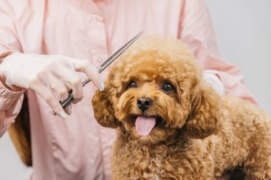 Pembe elbiseli bir kuaför kürkünü dikkatlice makasla budarken tüylü kahverengi bir kaniş, hayvan tımarının ve hayvanlarla bakıcıları arasındaki bağın önemini vurgular.