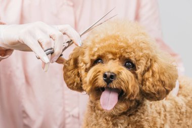 Yumuşak bir kaniş, bir tımar seansından zevk alır. Bir kuaför kürkünü dikkatlice makasla budar. Evcil hayvanlarla bakıcıları arasındaki bağın altını çizer.