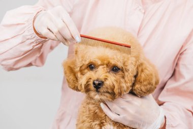 Tüylü kahverengi köpek yavrusu, eldiven giyen bir tımarcı tarafından taranmakta, evcil hayvan bakımı ve bakımında gösterilen kibarlığı vurgulayarak, hayvan hijyeninin ve sağlığının önemini vurgulamaktadır.