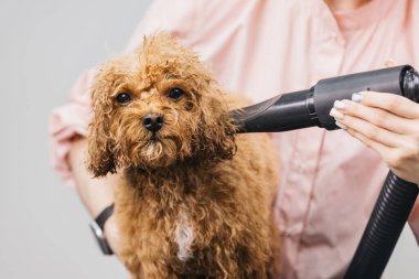 Küçük tüylü köpek modern bir salonda profesyonel bir hayvan kurutma makinesiyle tımarlanıyor, temiz ve davetkar bir atmosferde evcil hayvanlara bakım ve ilgi gösteriliyor.