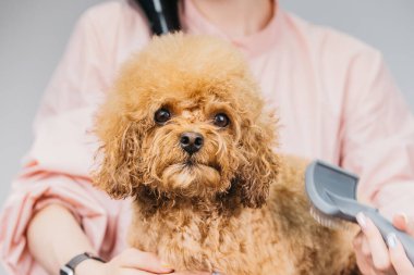 Yumuşak kahverengi bir köpek, rahat bir evcil hayvan bakım salonunda bir profesyonel tarafından tımar ediliyor. Bakım araçlarını ve sıcak ambiyansı vurguluyor. Bakım hizmetleri arayan hayvan sahipleri için mükemmel.