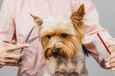 Bir tımarcı, küçük bir Yorkshire Teriyerinin kürkünü makas ve tarak kullanarak dikkatlice buduyor, hayvan bakımının hayvan hijyenini korumak ve görünüşlerini iyileştirmek için önemini vurguluyor.