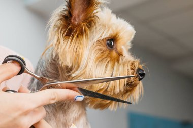 Küçük bir köpek, kürkünü iyi ışıklandırılmış bir kuaförde makasla dikkatlice buduyor ve bakım sürecindeki detaylara ve özene dikkat çekiyor.