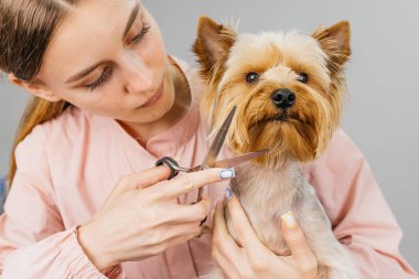Bir kadın köpek bakıcılığı yapmakla meşgul, küçük bir köpeğin kürkünü kesmek için makas kullanıyor, temiz, aydınlık bir alanda evcil hayvanlara gösterilen ilgi ve ilgiyi vurguluyor.