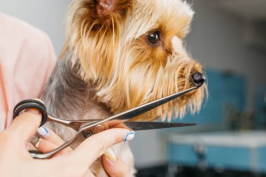 Küçük bir Yorkshire Teriyeri, tüylü kürkünü ve özenli ifadesini, tımar aletleri ve ekipmanlarla dolu, parlak, modern bir tımar salonunda vurguluyor.