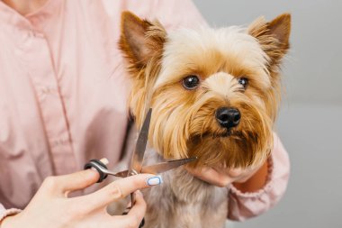 Küçük bir köpek, kürkünü dikkatlice makasla buduyor, hayvan tımarının önemini ve hayvanlarla bakıcıları arasındaki bağı vurguluyor.